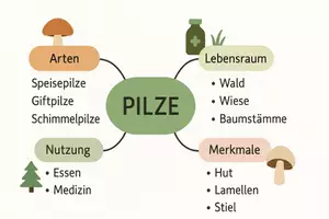 Vorschau - Arbeitsblätter - Arbeitsblatt "Pilze" + Onlineübung & MP3 + Mindmap + Infografik - Seite 2