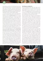 Vorschau - Stundenentwürfe - Tiere im Fokus. Naturfotografien als Zugang zu Tier-Mensch-Beziehungen - Seite 1