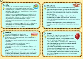 Vorschau - Merkblätter - Von der Zelle zum Organismus & Vom Einzeller zum Vielzeller - Seite 2