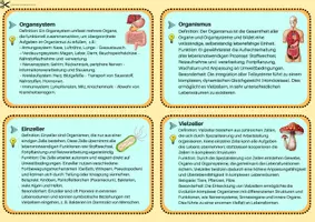 Vorschau - Merkblätter - Von der Zelle zum Organismus & Vom Einzeller zum Vielzeller - Seite 3