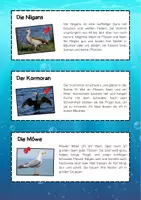 Vorschau - Arbeitsblätter - Wasservögel Lesetexte (Grundschule) - Ente, Schwan, Möwe... - Seite 3