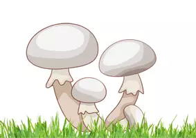 Aperçu - Préparation de séance / Séance complète - kamishibai J’ai ramassé des champignons - Page 2