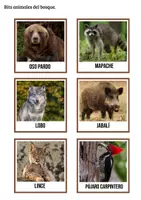 Vista previa - Unidades / Secuencias / Situaciones de Aprendizaje - Animales del bosque - Tesoros Brillantes - página 3