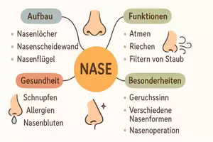 Vorschau - Arbeitsblätter - Arbeitsblatt "Nase" + Onlineübung & MP3 + Mindmap + Infografik - Seite 2