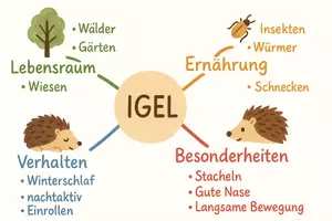 Vorschau - Arbeitsblätter - Lernposter + Arbeitsblatt "Igel" + Onlineübung & MP3 + Mindmap + Infografik - Seite 3