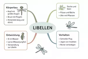 Vorschau - Arbeitsblätter - Arbeitsblatt "Libelle" + Onlineübung & MP3 + Mindmap + Infografik - Seite 3