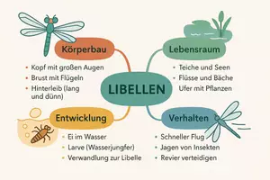 Vorschau - Arbeitsblätter - Arbeitsblatt "Libelle" + Onlineübung & MP3 + Mindmap + Infografik - Seite 2