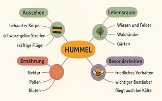 Vorschau - Arbeitsblätter - Arbeitsblätter zum Thema "Hummel" + Lösung & MP3 + Mindmap + Infografik - Seite 2