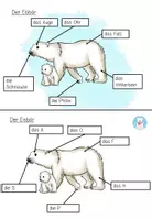 Vorschau - Stationenlernen - Lerntheke: " Der Eisbär" (Tiere im Meer) - Seite 2