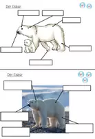 Vorschau - Stationenlernen - Lerntheke: " Der Eisbär" (Tiere im Meer) - Seite 3