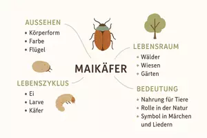 Vorschau - Arbeitsblätter - Arbeitsblatt "Maikäfer" + Onlineübung & MP3 + Mindmap + Infografik - Seite 2