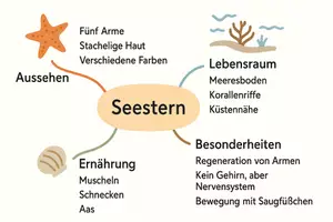 Vorschau - Arbeitsblätter - Arbeitsblätter zum Thema "Seestern" + Lösung & MP3 + Mindmap + Infografik - Seite 2