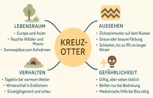 Vorschau - Arbeitsblätter - Arbeitsblatt "Kreuzotter" + Onlineübung & MP3 + Mindmap + Infografik - Seite 2