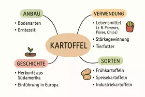 Vorschau - Arbeitsblätter - Lernposter + AB mit Fragen zum Thema "Kartoffel" + Lösungsblatt + Mindmap + Infografik - Seite 3