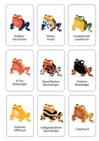 Vorschau - Bildkarten - 11 Bildkarten zu den verschiedenen Froscharten - Seite 1