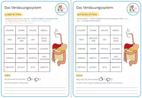 Vorschau - Arbeitsblätter - Verdauungssystem - Lernwand - Seite 1