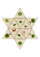 Vorschau - Stationenlernen - Laubbäume Legestern, 2-fach differenziert - Seite 3