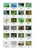 Vorschau - Spiele - Sortierspiel Flora & Fauna im und am Gewässer - Ökosystem Gewässer - Biologie - Seite 1