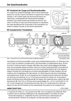 Vorschau - Arbeitsblätter - Signaltransduktion Geruchs- & Geschmackssinn Partnerpuzzle - Seite 2