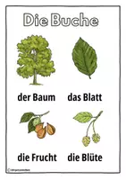 Vorschau - Präsentationen/Tafelbilder - Der Wald - Die verschiedenen Bäume - Seite 2