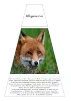 Vorschau - Stationenlernen - Legekreis - Fuchs / Rotfuchs (ab 3. Klasse) - Seite 3