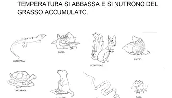 anteprima - Materiale interattivo - IL REGNO ANIMALE SCIENZE SCUOLA PRIMARIA, CLASSE SECONDA. - Pagina 3