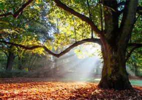 Aperçu - Préparation de séance / Séance complète - kamishibai Promenons-nous dans les bois d’automne - Page 2