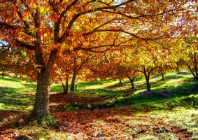 Aperçu - Préparation de séance / Séance complète - kamishibai Promenons-nous dans les bois d’automne - Page 3