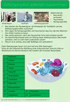 Vorschau - Arbeitsblätter - Arbeitsblatt: Zellorganellen arbeiten zusammen - Seite 1