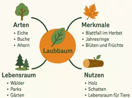 Vorschau - Arbeitsblätter - Arbeitsblätter zum Thema "Laubbaum" + Lösung & MP3 + Mindmap + Infografik - Seite 2