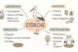 Vorschau - Arbeitsblätter - Arbeitsblatt "Störche" + Onlineübung & MP3 + Mindmap + Infografik - Seite 3