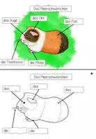 Vorschau - Stationenlernen - Lerntheke: Das Meerschweinchen (Haustiere) - Seite 2