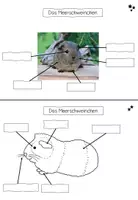 Vorschau - Stationenlernen - Lerntheke: Das Meerschweinchen (Haustiere) - Seite 3