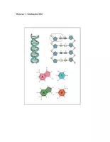 Vorschau - Test - DNA: Aufbau, Funktion und Replikation (Klausur EF/Q1 & Checkliste) - Seite 2