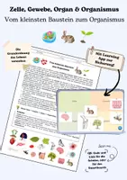 Vorschau - Arbeitsblätter - Zelle, Gewebe, Organ, Organismus – Vom Kleinsten zum Ganzen - Deckblatt