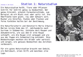 Vorschau - Arbeitsblätter - 🟠 Insekten in der Kunst 🟣Skizze 🔴 Studie 🟢 Sachzeichnung - Seite 3