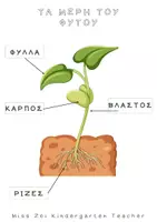 Προεπισκόπηση - Άλλος τύπος υλικού - ΣΤΑΔΙΑ ΑΝΑΠΤΥΞΗΣ ΦΥΤΟΥ - Εξώφυλλο