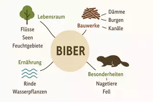 Vorschau - Arbeitsblätter - Arbeitsblätter zum Thema "Biber" + Lösung & MP3 + Mindmap + Infografik - Seite 2