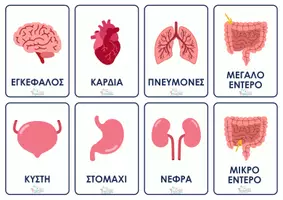 Προεπισκόπηση - Flashcards - TA ΟΡΓΑΝΑ ΣΩΜΑΤΟΣ - Εξώφυλλο