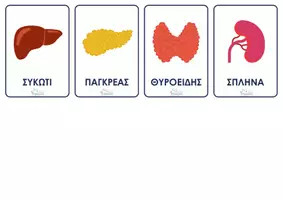 Προεπισκόπηση - Flashcards - TA ΟΡΓΑΝΑ ΣΩΜΑΤΟΣ - Σελίδα 1