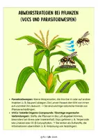 Vorschau - Merkblätter - Abwehrstrategien bei der Maispflanze: VOCs und Parasitoidwespen - Seite 1