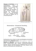 Vorschau - Arbeitsblätter - Mystery zur Wirkung von Zellgiften - Seite 2