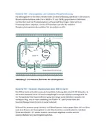 Vorschau - Arbeitsblätter - Klausurensammlung: Stoffwechselphysiologie - Seite 3