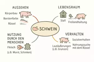 Vorschau - Arbeitsblätter - Arbeitsblatt "Schweine" + Onlineübung & MP3 + Mindmap + Infografik - Seite 3