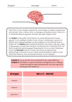 Vorschau - Arbeitsblätter - Materialpaket: 6 Unterrichtsstunden in Neurologie Klasse 9 - Seite 3
