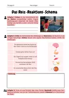 Vorschau - Arbeitsblätter - Neurologie: Das Reiz-Reaktions-Schema - Seite 1