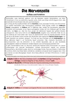 Vorschau - Arbeitsblätter - Neurologie: Aufbau einer Nervenzelle - Seite 2