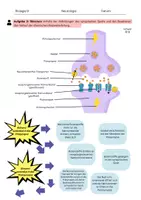 Vorschau - Arbeitsblätter - Neurologie: Die chemische Reizweiterleitung - Seite 2