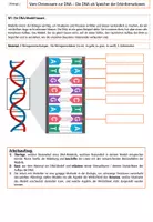 Vorschau - Arbeitsblätter - Aufbau der DNA - Ein einfaches DNA-Modell konstruieren - Seite 1