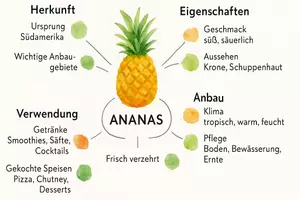 Vorschau - Arbeitsblätter - Arbeitsblätter zum Thema "Ananas" + Lösung & MP3 + Mindmap + Infografik - Seite 2